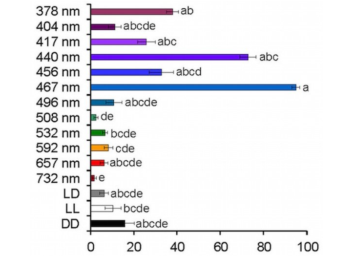 LED燈泡可以殺死昆蟲嗎?