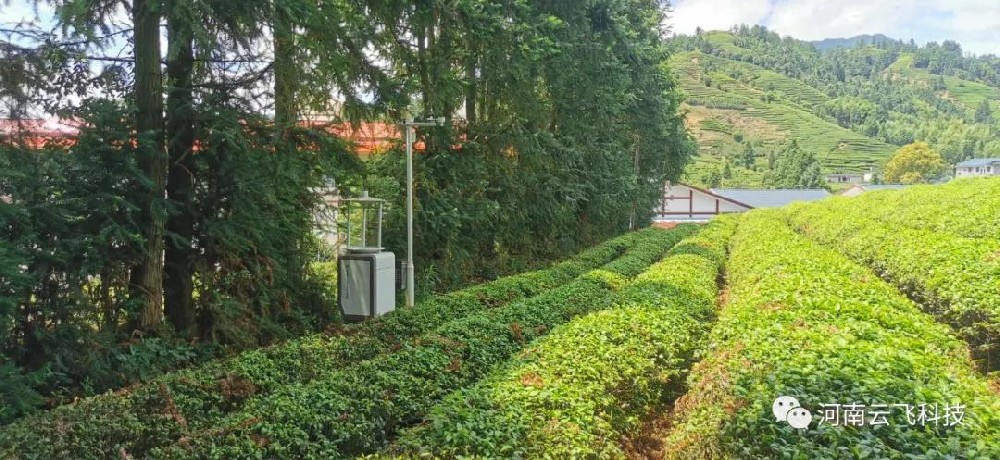 云飛科技助武夷山茶園安裝智能蟲情測報燈科學預防蟲害！