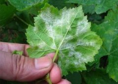 噴霧塔:冬種蔬菜病蟲害較去年偏重發(fā)生